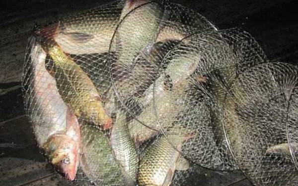 鳙鱼怎么钓上鱼快?