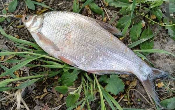 钓鳊鱼什么时间最好?