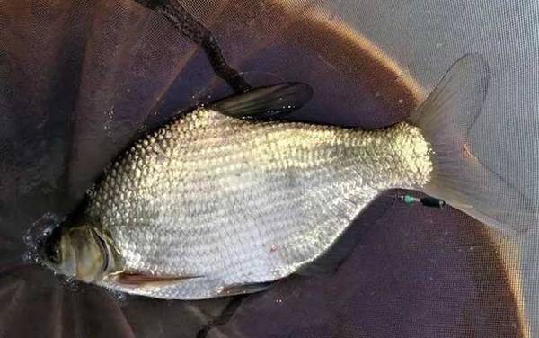 钓鳊鱼调几钓几最好?