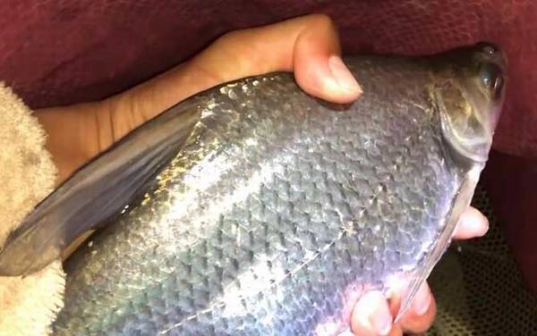 钓鳊鱼调几钓几最好?