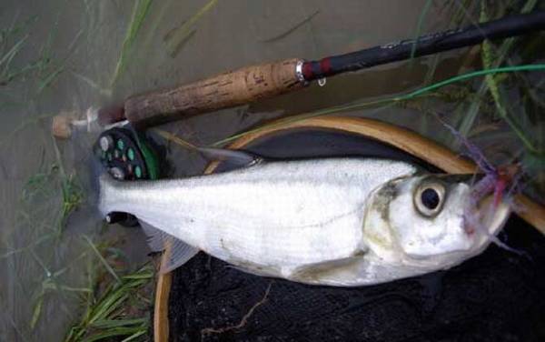 路亚翘嘴实用技巧大全