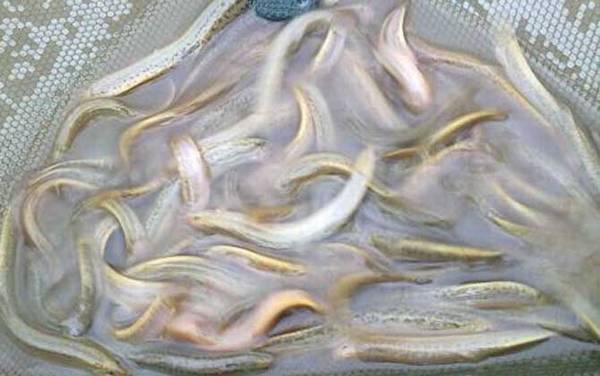 怎么钓泥鳅上鱼快?