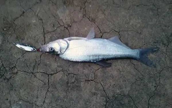 路亚翘嘴一般钓多深合适?