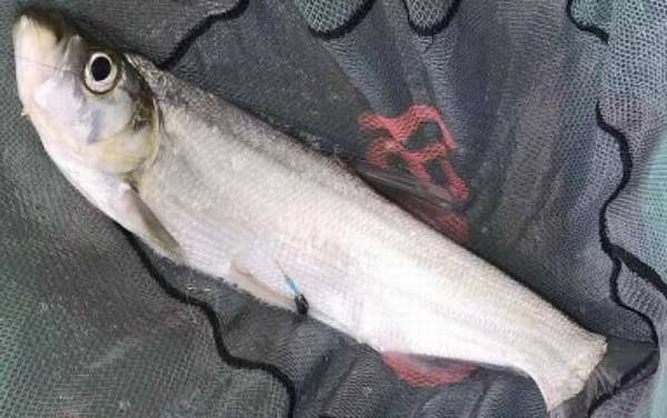 路亚翘嘴一般钓多深合适?