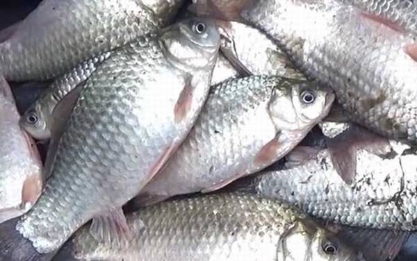 冬季钓鱼最佳时间是什么时候?