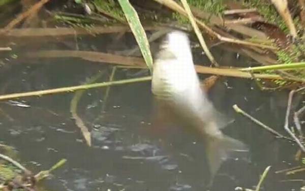 冬季钓鱼钓远还是钓近?