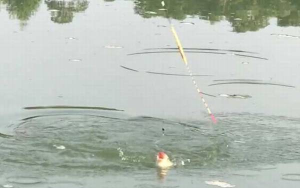 冬季钓鱼可以钓浮吗?