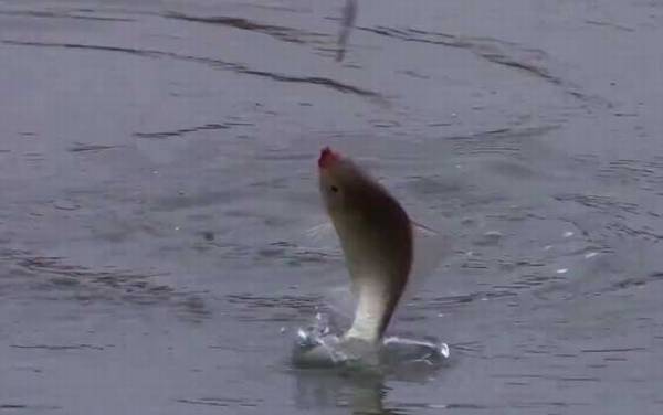 冬季钓鱼是钓灵还是钓钝?