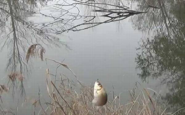 十一月钓鱼钓深水还是浅水?