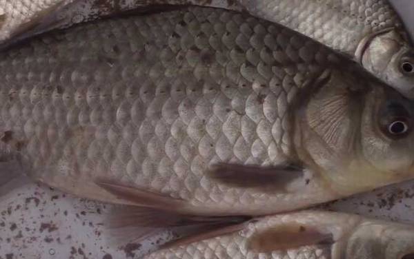 十一月钓鱼最佳时间是什么时候?