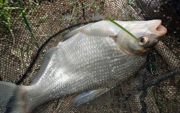 十二月能钓什么鱼?