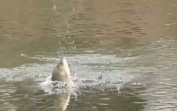 十二月钓鱼钓位怎么选择才好?