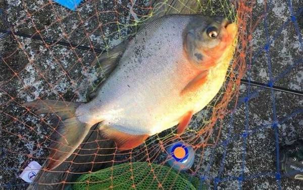 钓鲳鱼是钓底还是钓浮?