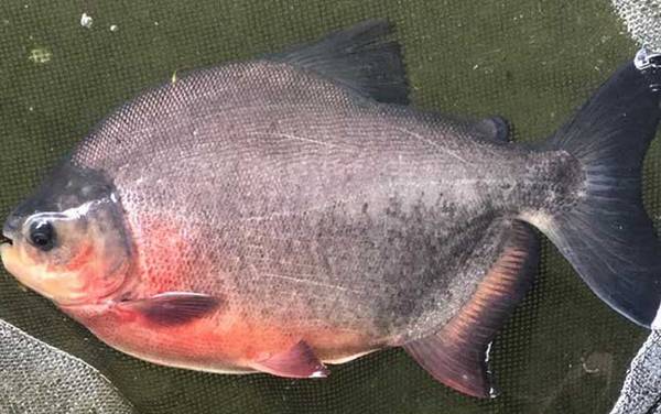 钓鲳鱼是钓底还是钓浮?