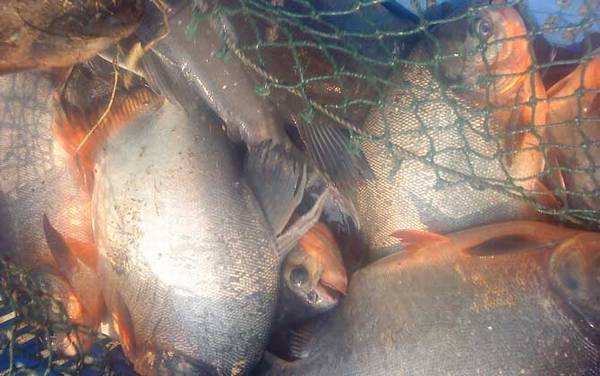 淡水白鲳怎么钓上鱼快?