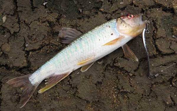 钓马口鱼最佳时间是什么时候?