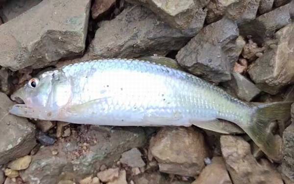 钓马口鱼最佳时间是什么时候?