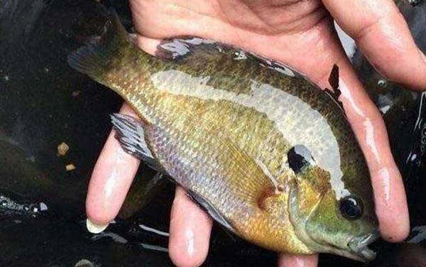 钓太阳鱼是钓底还是钓浮?