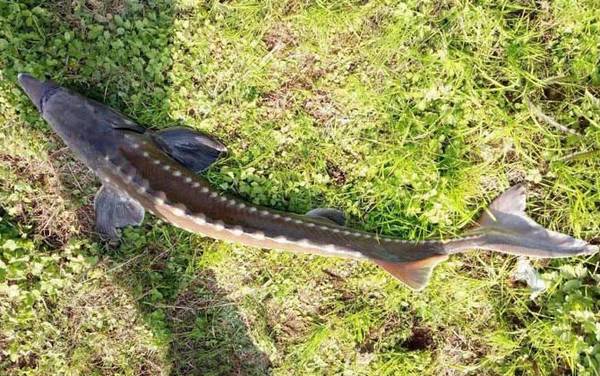 钓鲟鱼怎么钓上鱼快?