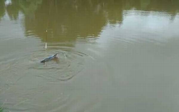 钓鲟鱼怎么钓上鱼快?