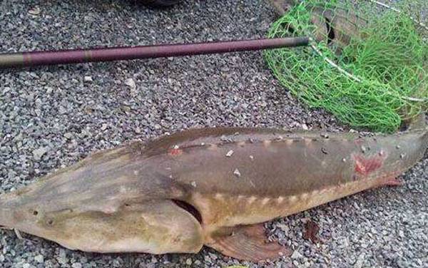 钓鲟鱼怎么钓上鱼快?