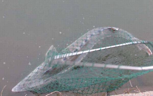 钓鲟鱼怎么钓上鱼快?