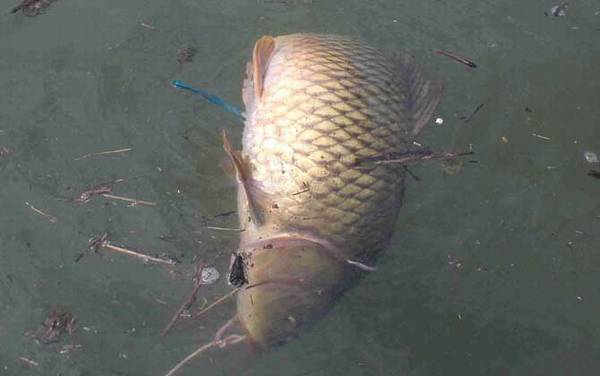 ������ļ��ɺͷ���