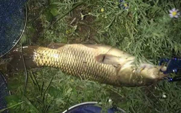 七星漂怎么用谷麦夜钓?