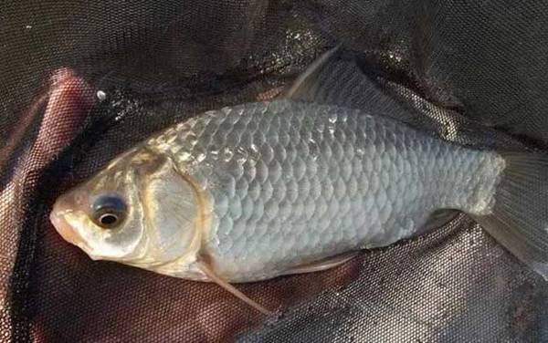 四月刮西南风好钓鱼吗?