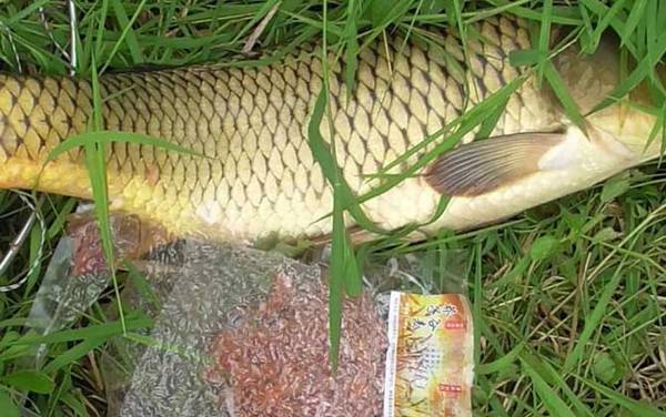 四月份阴天好钓鱼吗?