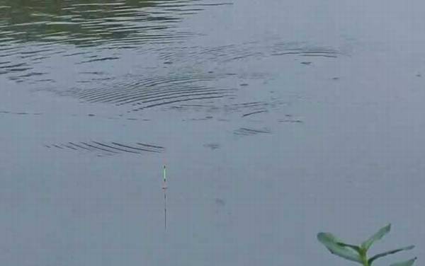 六月钓鱼没口是怎么回事?