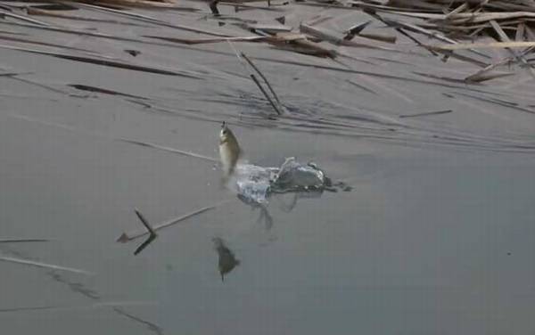 初秋钓鱼最佳时间是什么时候?