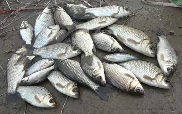 初秋钓鱼最佳时间是什么时候?