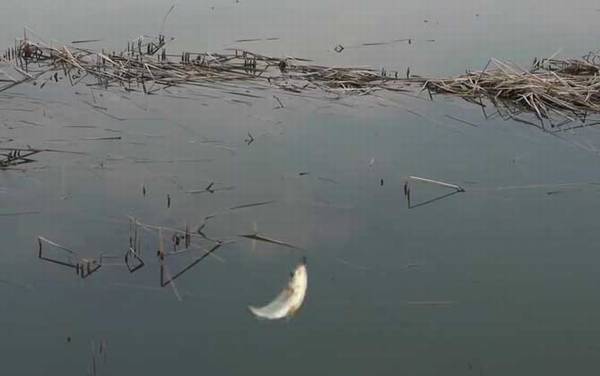 初秋钓鱼最佳时间是什么时候?