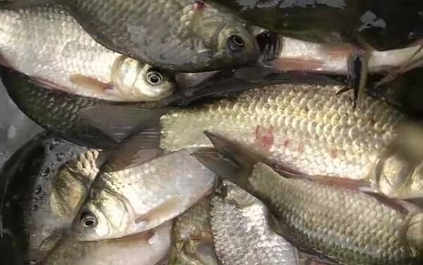 初秋降温天气好钓鱼吗?