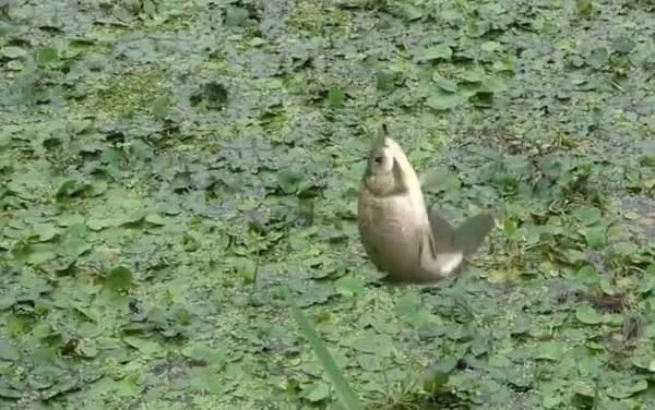 初秋降温天气好钓鱼吗?