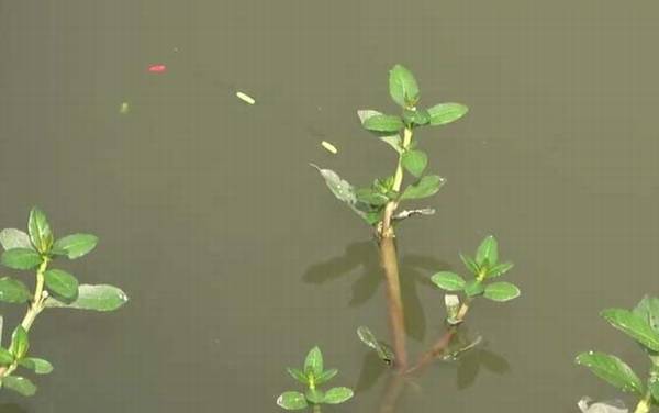 初秋降温天气好钓鱼吗?