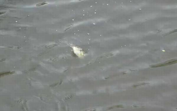 初秋下雨天气钓鱼好钓吗?