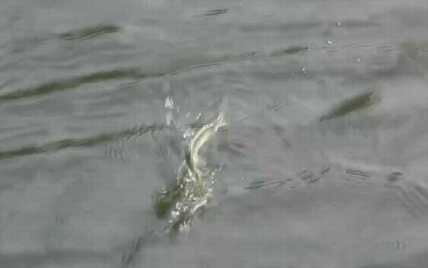 初秋下雨天气钓鱼好钓吗?