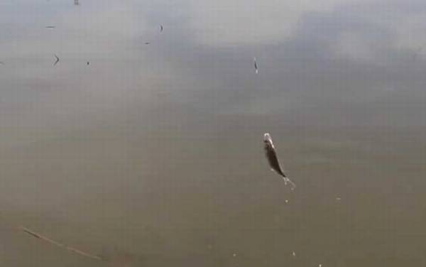 秋季钓鱼什么时间最好钓?