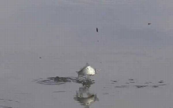 秋季钓鱼什么时间最好钓?