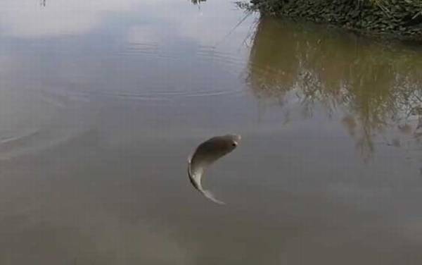 秋季钓鱼什么时间最好钓?