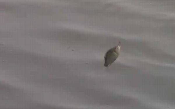 八月份下雨好钓鱼吗?