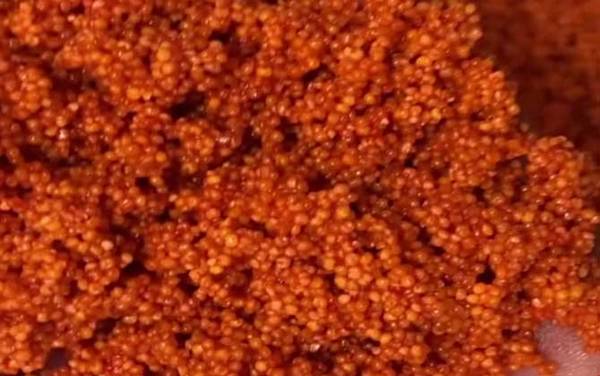 酒米打窝死窝是啥原因?