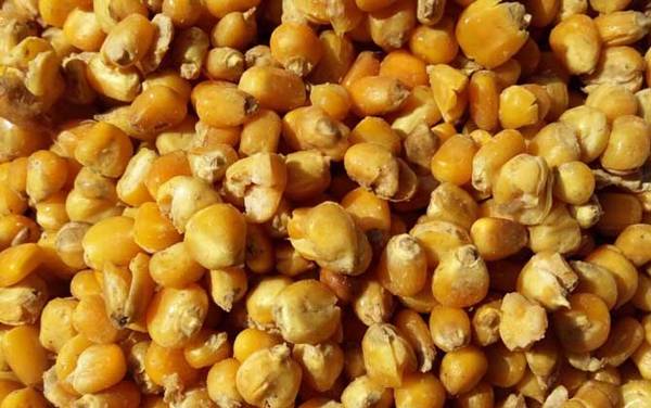 玉米适合什么季节钓鱼?