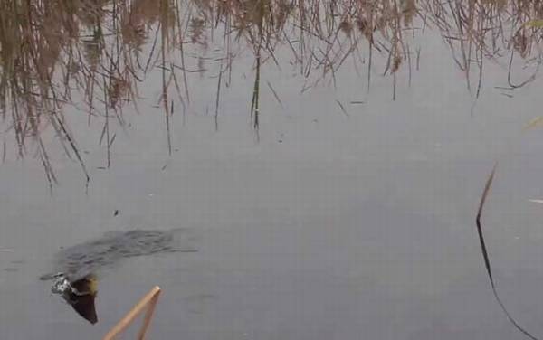 �紺ˮ���������㣿