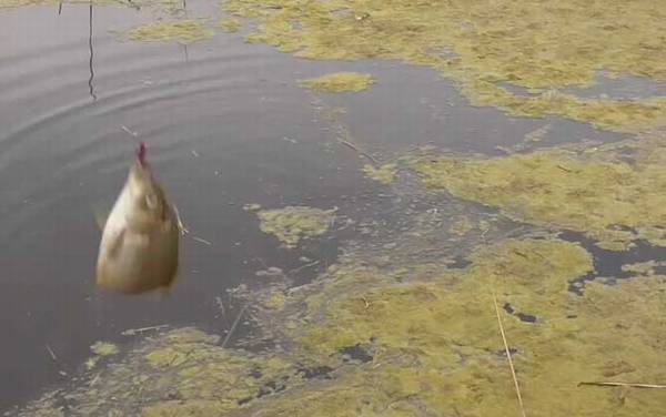 早春钓鱼气压和气温多少合适?