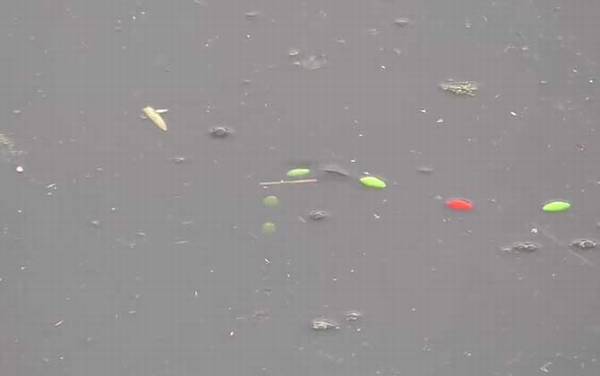 早春钓鱼气压和气温多少合适?