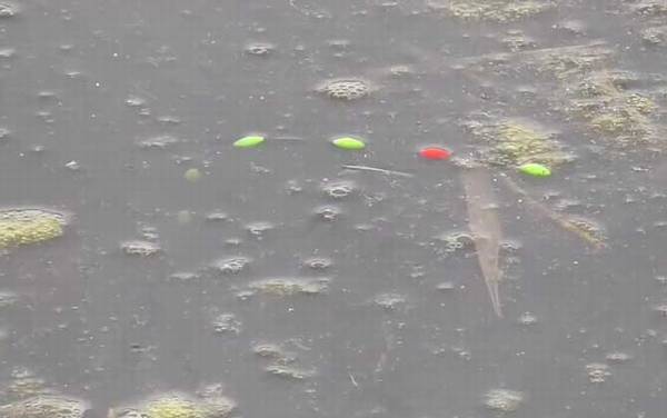 早春钓鱼气压和气温多少合适?