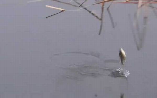 早春钓鱼最佳时间是什么时候?